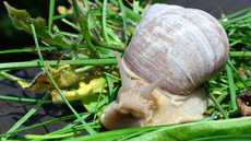 Weinbergschnecke_ (5).jpg